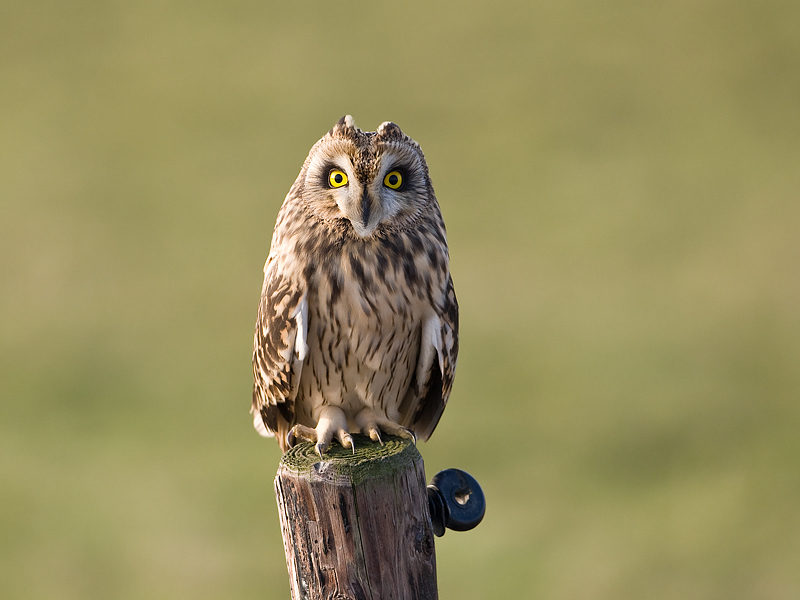 Asio flammeus Velduil Short-eard Owl